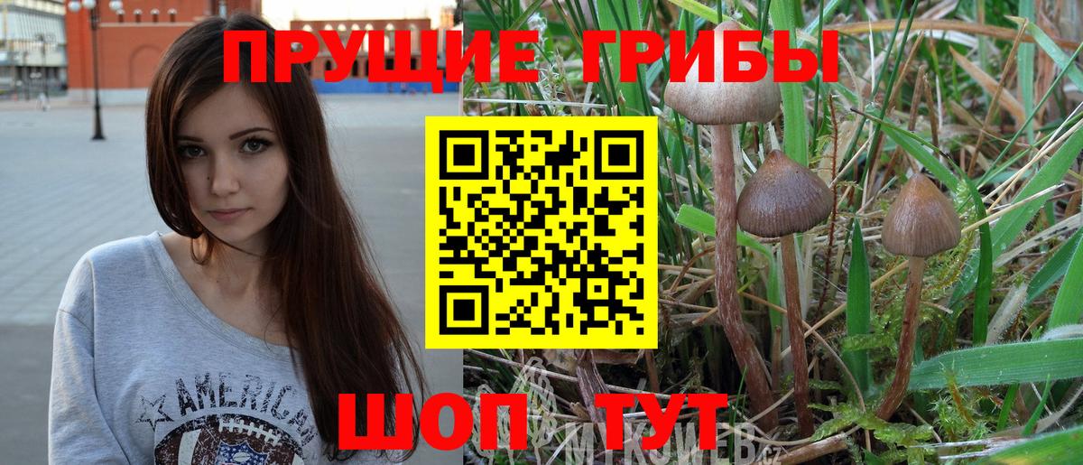 наркота  Новоуральск  Псилоцибиновые грибы Cubensis 